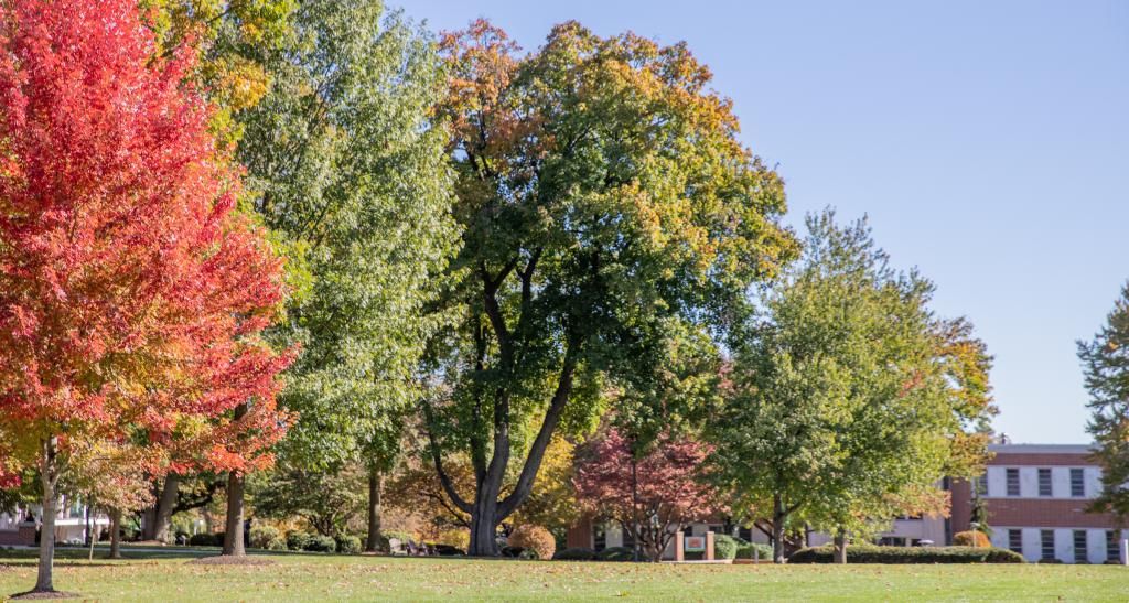 Fall foliage covers the York College campus quad.