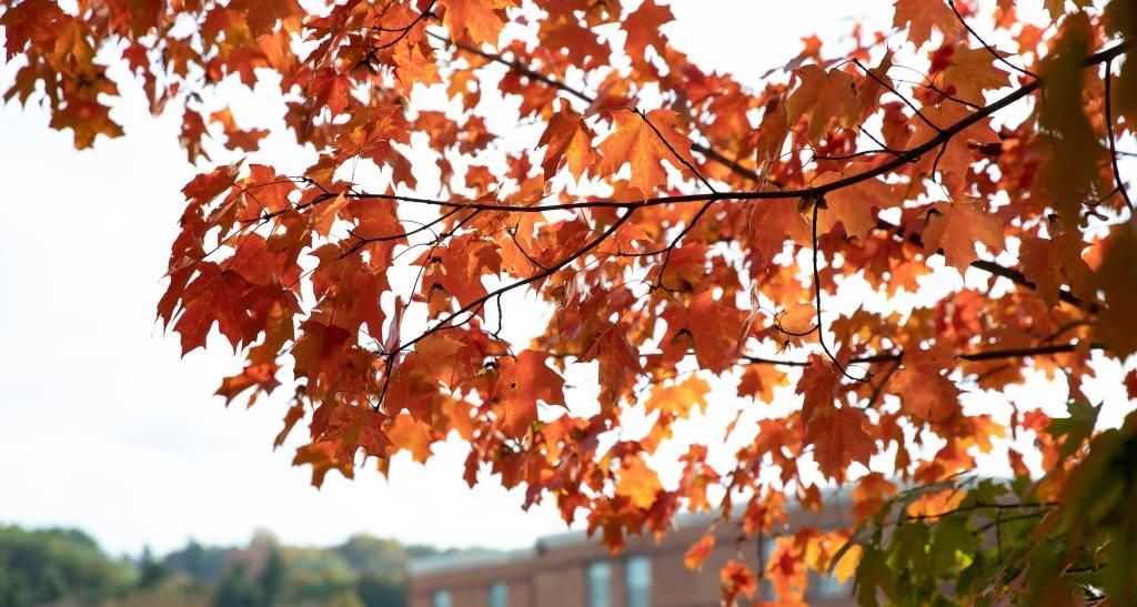 Red leaves with a campus building in the background