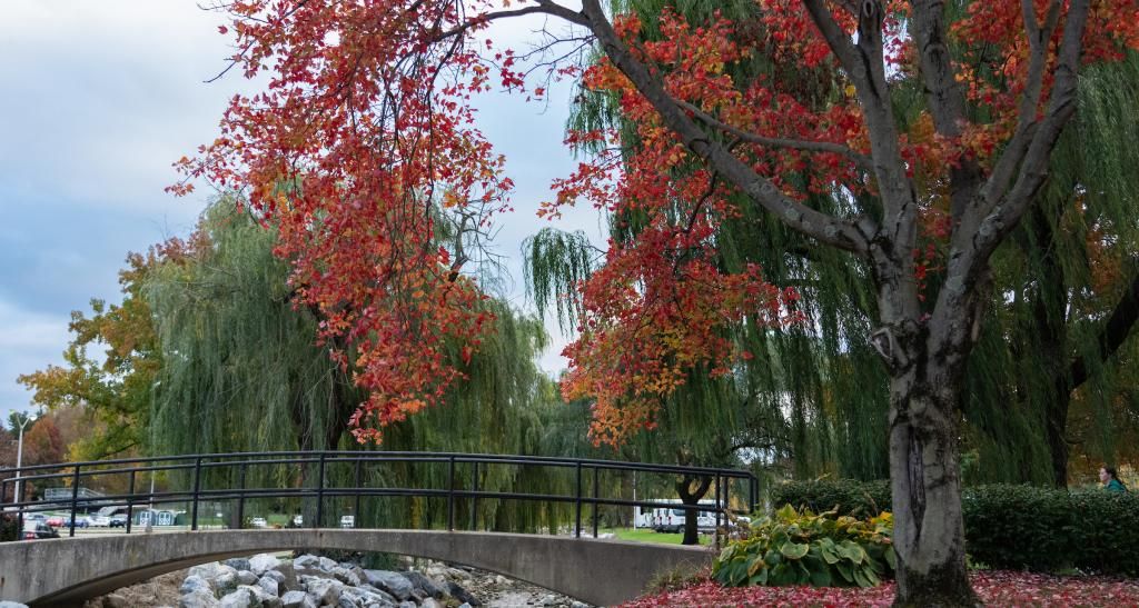 Picture of the campus bridge during the fall next to a tree with red falling leaves.
