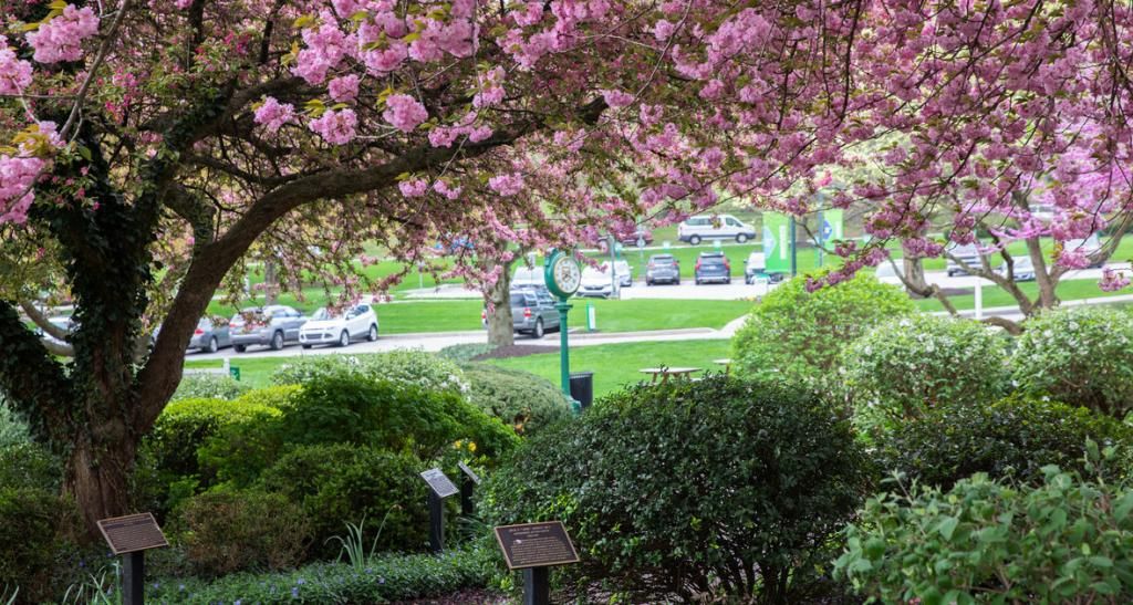 Pink flowers on a tree with green bushes below on the campus of York College