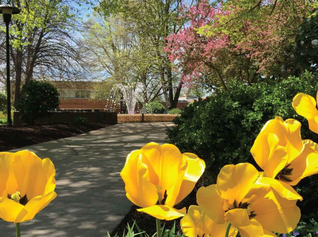 Yellow flowers in front of a walking path with bushes and trees in the background.