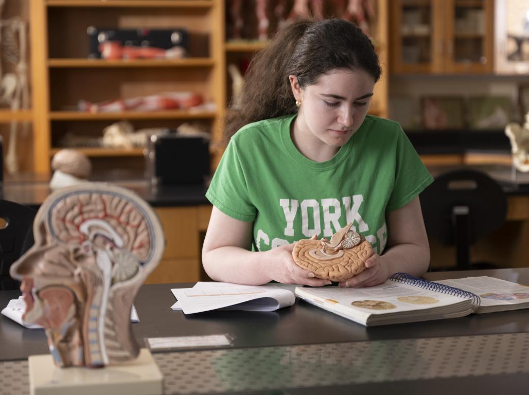 Student wearing a green "York College" tee shirt reading a book in a lab setting, while holding a model of a human brain. Other anatomical models are visible.