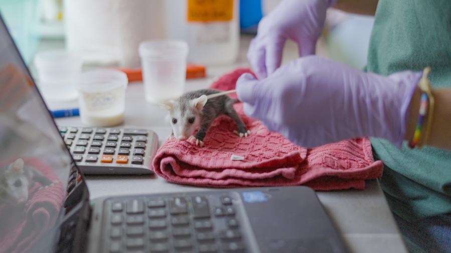 A baby opossum receives medical treatment with a laptop in the foreground.