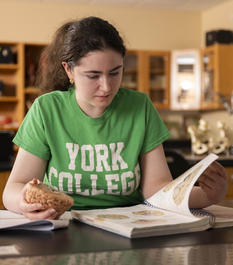 A student sits a desk with a model brain in her hand looking at a book with brain images