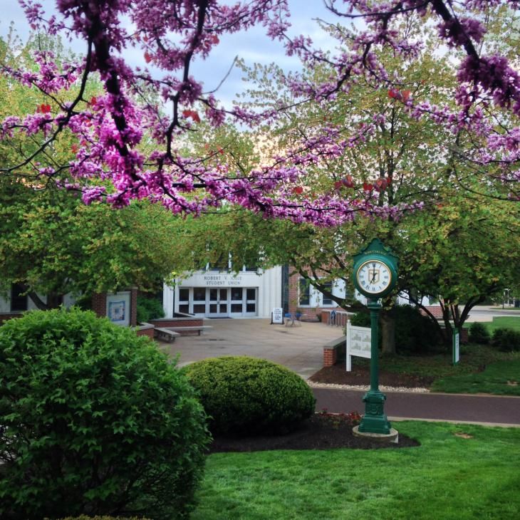 A view of the Iosue Student Union entrance in the near distance. Tree branches with small magenta leaves frame the top of the photo. The Campus Clock stands at the right of the photo with hands at 7:00.