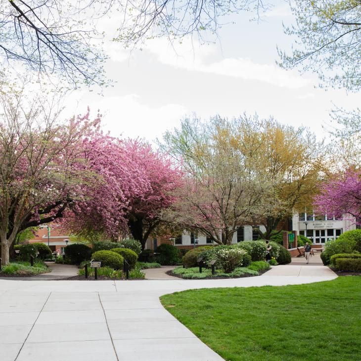 Campus walkways with spring foliage