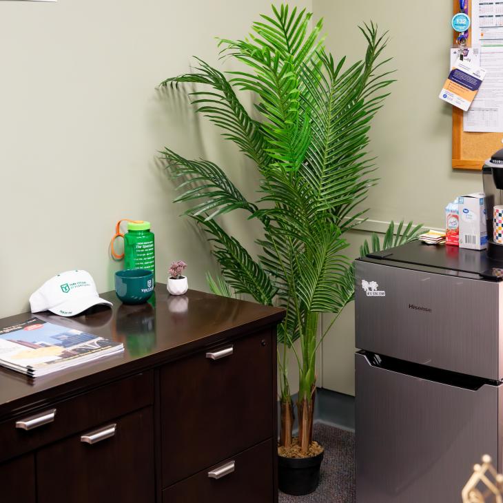 A fake areca palm in the corner of an office space.