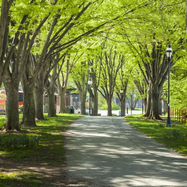 A paved trail shaded by trees on a sunny day.